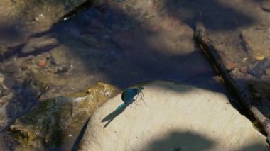 Stone Forest Creek 'te yusufçuk, erkek, mavi, Banded Demoiselle (Calopteryx görkemi))