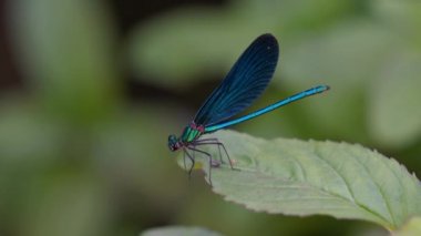 Yaprak üzerindeki yusufçuk, erkek, mavi, bantlı demoiselle (Calopteryx görkemli)