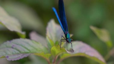 Yaprak üzerindeki yusufçuk, erkek, mavi, bantlı demoiselle (Calopteryx görkemli)