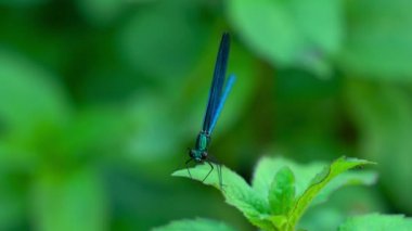 Yaprak üzerindeki yusufçuk, erkek, mavi, bantlı demoiselle (Calopteryx görkemli)