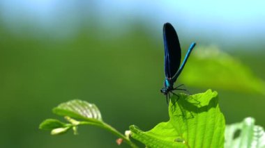 Daldaki yusufçuk, erkek, mavi, bantlı Demoiselle (Calopteryx görkemli)