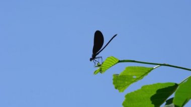 Daldaki yusufçuk, erkek, mavi, bantlı Demoiselle (Calopteryx görkemli)