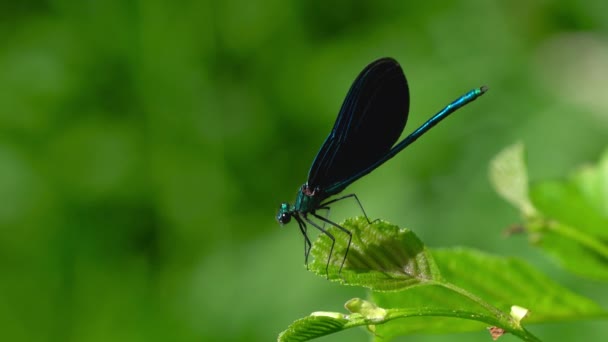 Dragonfly Branch Αρσενικό Μπλε Banded Demoiselle Calopteryx Splendens — Αρχείο Βίντεο