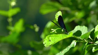 Daldaki yusufçuk, erkek, mavi, bantlı Demoiselle (Calopteryx görkemli)