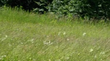 Yaz rüzgârında çimen tarlası