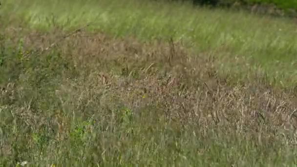 Field Grass Summer Wind — Stock Video