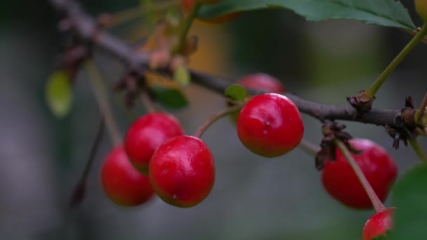 天然环境中成熟的有机樱桃 — 图库视频影像