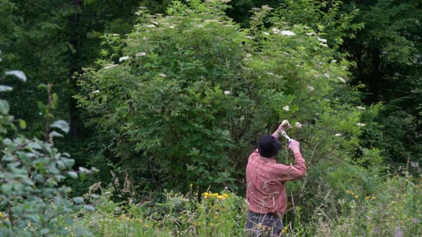 Holunderblüten Pflücken Für Saft Sambucus Nigra — Stockvideo