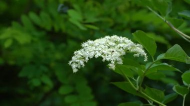 Meyve suyu için gelişmiş Yaşlı Çiçekleri toplamak (Sambucus nigra)