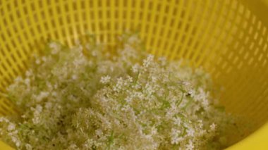 Meyve suyu için Yaşlı Çiçek 'ten bıçak kesme ve kesme (Sambucus nigra)