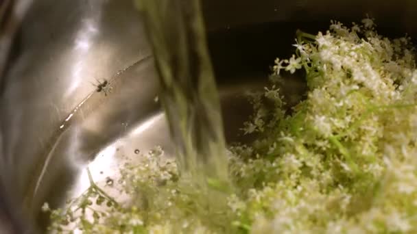 Voeg Water Toe Aan Oudere Bloemen Ovenschotel Voor Sap Sambucus — Stockvideo