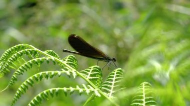 Eğreltiotu üzerindeki yusufçuk, dişi, yeşil-kahverengi, bantlı Demoiselle (Calopteryx görkemli)