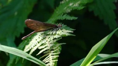 Eğreltiotu üzerindeki yusufçuk, dişi, yeşil-kahverengi, bantlı Demoiselle (Calopteryx görkemli)