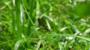 Yaprak üzerinde yusufçuk, dişi, yeşil-kahverengi, bantlı Demoiselle (Calopteryx görkemli)
