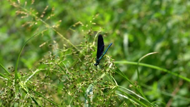 Libélula Ramo Masculino Azul Banded Demoiselle Calopteryx Splendens — Vídeo de Stock