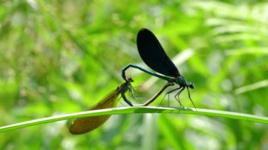 Mavi erkek ve yeşil-kahverengi dişi yusufçukların romantik vücut şekilleri kalp şeklinde çiftleşmesi (Calopteryx görkemli)