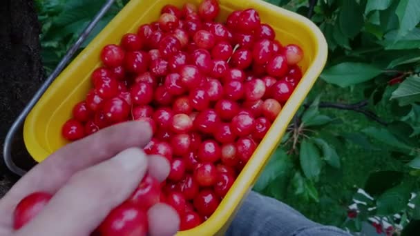 Sběr Krásné Organické Zralé Třešně Misce — Stock video