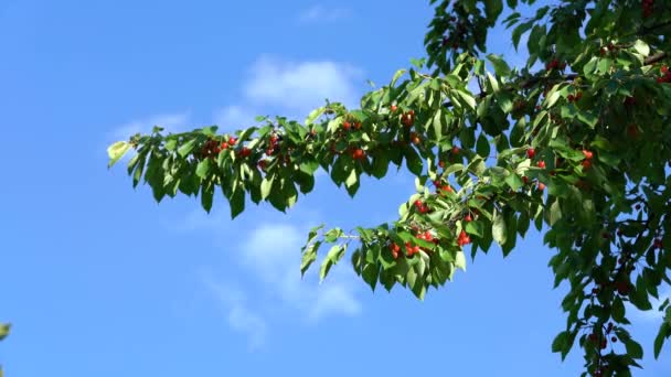 Gałąź Wiśni Bryzie Pełnej Pięknych Dojrzałych Organicznych Wiśni — Wideo stockowe