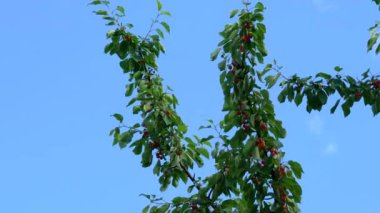 Güzel, olgun organik kirazlarla dolu meltemde kiraz dalı