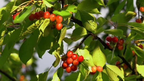 Branche Cerises Brise Pleine Belles Cerises Biologiques Mûres — Video