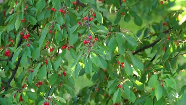 Třešňová Větev Vánku Plná Krásných Zralých Organických Třešní — Stock video