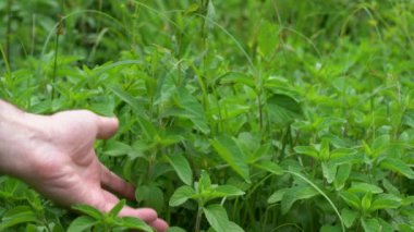 Doğal bir ortamda Vahşi Nane (Mentha arvensis))