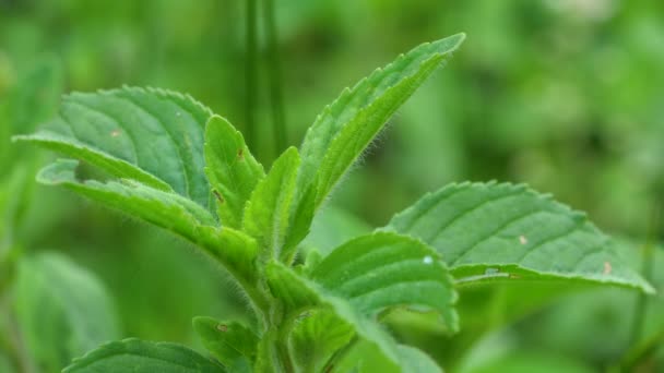 Hortelã Selvagem Ambiente Puro Natural Mentha Arvensis — Vídeo de Stock