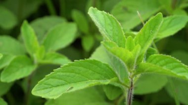 Doğal bir ortamda Vahşi Nane (Mentha arvensis))