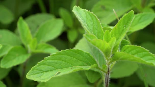 Wilde Munt Een Natuurlijke Zuivere Omgeving Mentha Arvensis — Stockvideo