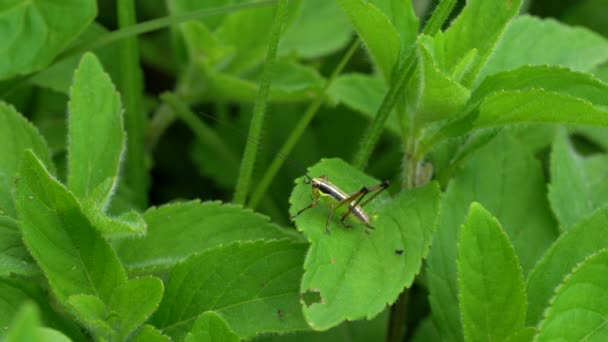 Sauterelle Sur Feuille Menthe Sauvage — Video