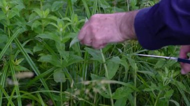 Doğal saf bir ortamda Vahşi Nane toplamak (Mentha arvensis)