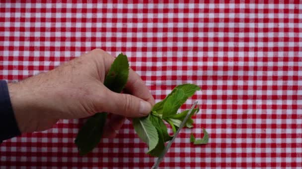 Cortar Menta Silvestre Trozos Pequeños Mentha Arvensis — Vídeos de Stock