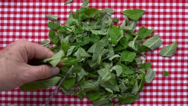 Vadpénzverde Apró Darabokra Vágása Mentha Arvensis — Stock videók