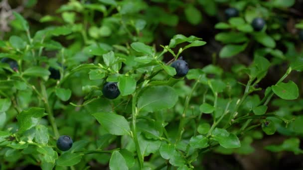 Plocka Vilda Blåbär Naturlig Miljö — Stockvideo