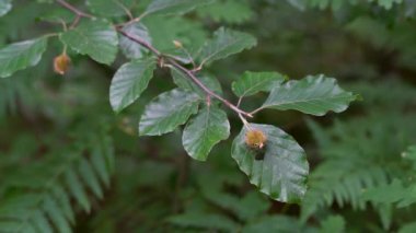 Kayın dallarındaki meyveler (Fagus sylvatica)