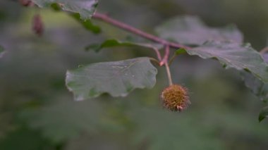 Kayın dallarındaki meyveler (Fagus sylvatica)