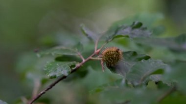 Kayın dallarındaki meyveler (Fagus sylvatica)