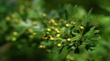 Hafif esintiyle olgunlaşan Hawthorn (Crataegus)