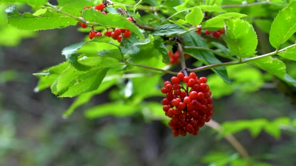 Ώριμοι Καρποί Κόκκινα Μούρα Φυσικό Περιβάλλον Sambucus Racemosa — Αρχείο Βίντεο