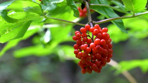 自然環境下での赤いエルダーベリーの熟した果実 Sambubus Racemosa — ストック動画