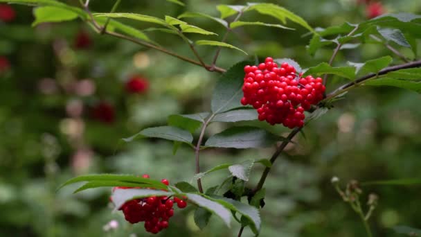 Frutos Maduros Sabugueiro Vermelho Ambiente Natural Sambucus Racemosa — Vídeo de Stock