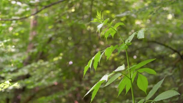 Junger Baum Des Schwarzen Holunders Natürlicher Umgebung Sambucus Nigra — Stockvideo