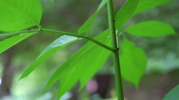 Unge Træ Black Elder Det Naturlige Miljø Sambucus Nigra – Stock-video