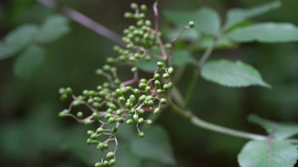 Onrijpe Groene Vruchten Van Zwarte Vlier Natuurlijke Omgeving Sambucus Nigra — Stockvideo