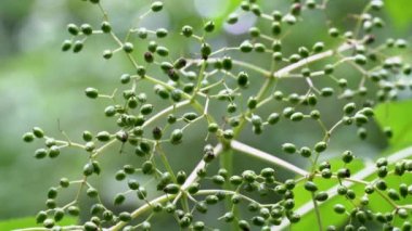 Doğal ortamda Kara Elder 'in olgunlaşmamış yeşil meyveleri (Sambucus nigra)