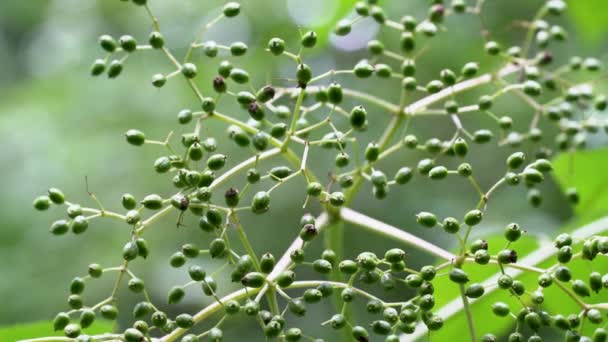 Unreife Grüne Früchte Des Schwarzen Holunders Natürlicher Umgebung Sambucus Nigra — Stockvideo