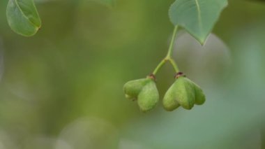Spindle Tree 'nin olgunlaşmamış yeşil meyveleri (Euonymus europaeus)