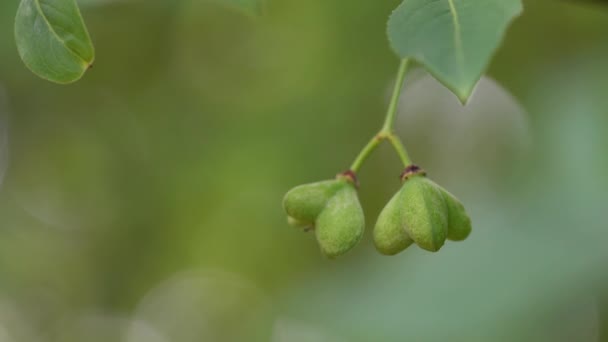 Éretlen Zöld Gyümölcsök Orsófából Euonymus Europaeus — Stock videók