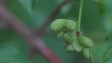 Spindle Tree 'nin olgunlaşmamış yeşil meyveleri (Euonymus europaeus)