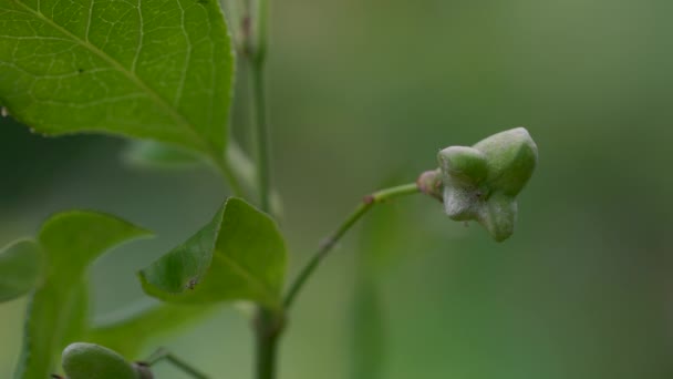 Πρόωρα Πράσινα Φρούτα Του Δέντρου Spindle Euonymus Europaeus — Αρχείο Βίντεο